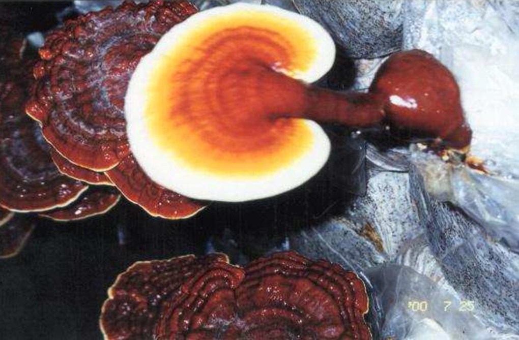 ▲日本京都大學直井幸雄教授曾說：「靈芝像個自動相機（傻瓜相機），即使並不瞭解其藥理、病理，但只要按下快門，就能對準適當的焦點。」（照片係自然醫學文摘雜誌社提供）。