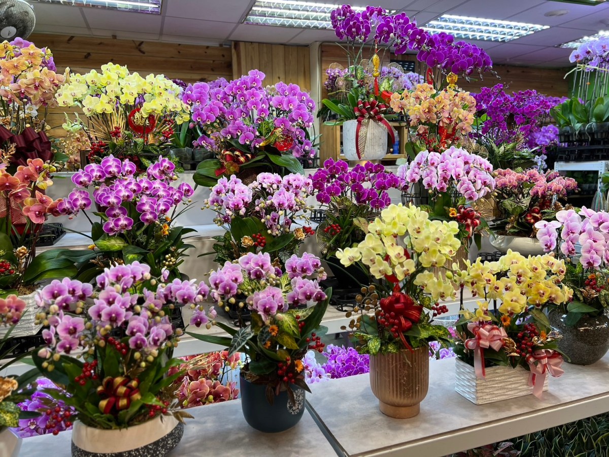 蛇年好運來　居家盆栽助氣勢