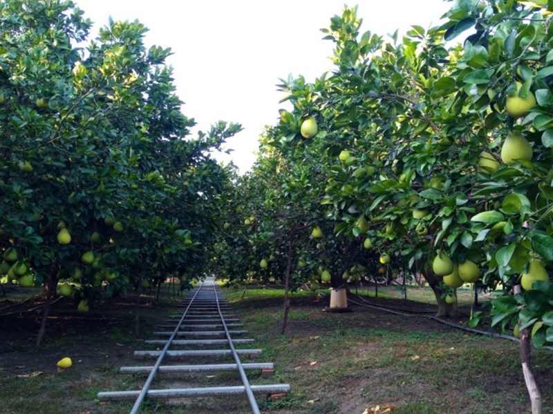追求永續　恭平文旦手工皂登場